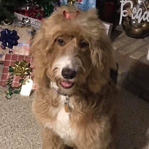 Meet your Posher, Dan